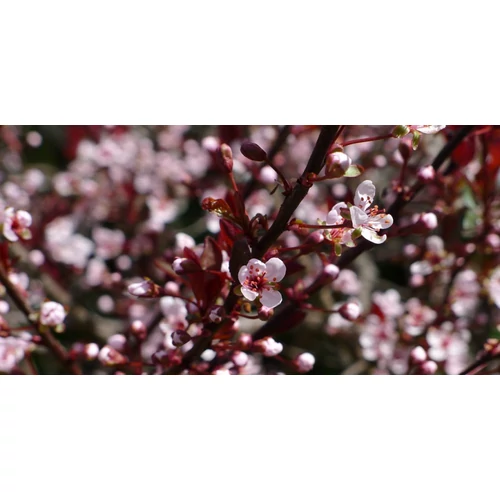 Prunus cistena - Törpe vérszilva