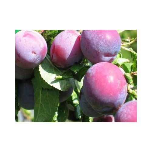 Prunus domestica 'Althann ringló'