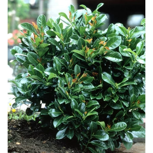 Prunus laurocerasus 'Etna'® - Babérmeggy