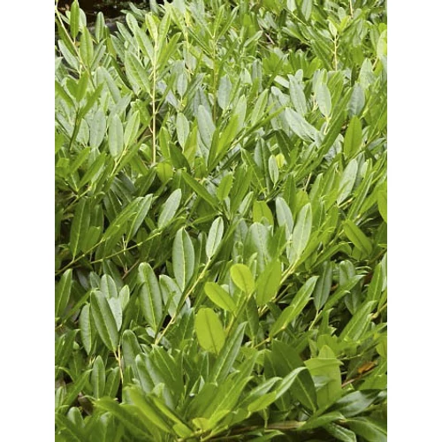 Prunus laurocerasus 'Grüner Teppich' - Talajtakaró babérmeggy