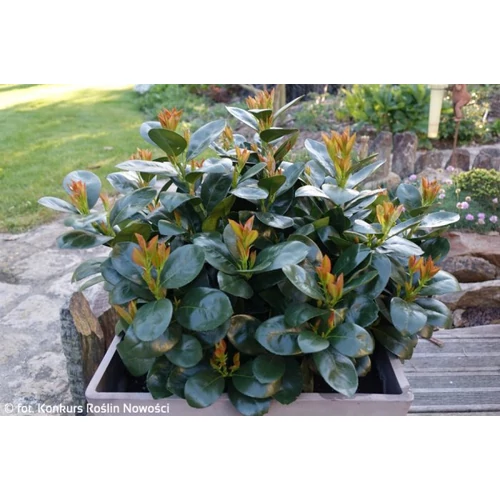 Prunus laurocerasus 'Miniredia'® - 