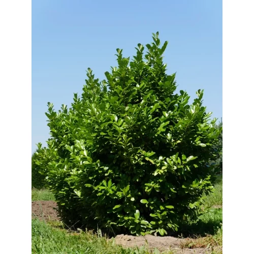 Prunus laurocerasus 'Rotundifolia' - 