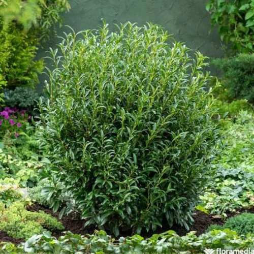 Prunus laurocerasus 'Sofia'® - 