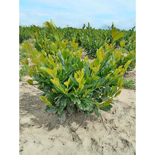 Prunus laurocerasus 'Titan'® - 