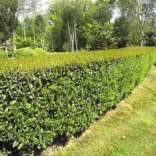 Prunus lusitanica 'Angustifolia' – Portugál babérmeggy