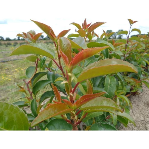 Prunus lusitanica 'Azorica Tico'® - 