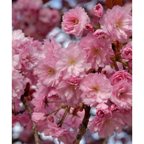Prunus serrulata 'Kanzan' - Japán díszcseresznye