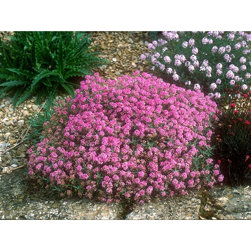 Ptilotrichum (syn. Alyssum) spinosum var. roseum  (Szúrósternye)