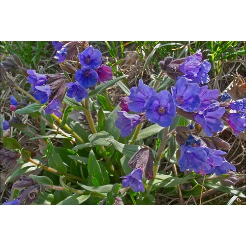 Pulmonaria  'Blue Ensign' (Tüdőfű)