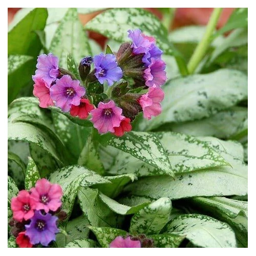 Pulmonaria  'Silver Boquet' (Tüdőfű)  /ezüst lomb/
