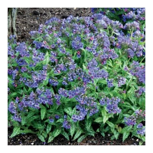 Pulmonaria  'Trevi Fountain' (Tüdőfű)