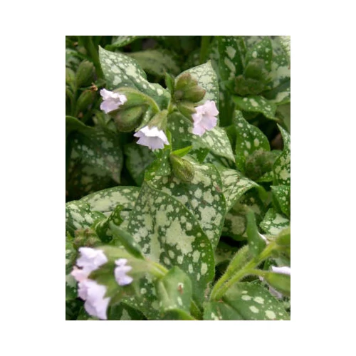 Pulmonaria officinalis 'Sissinghurst White' (Orvosi tüdőfű)