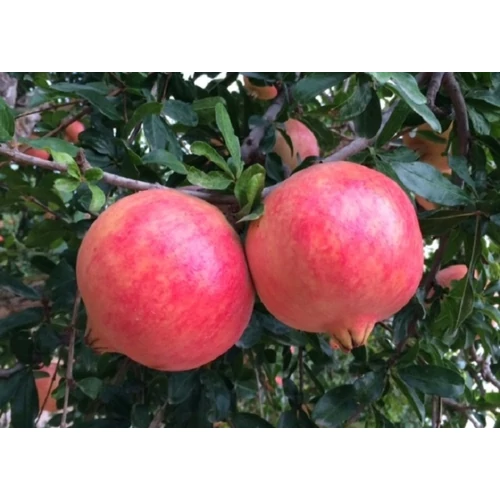 Punica granatum 'Acco'