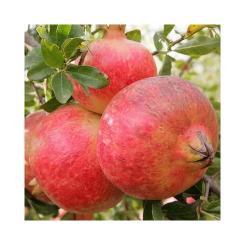 Punica granatum 'Mollar de Elche'