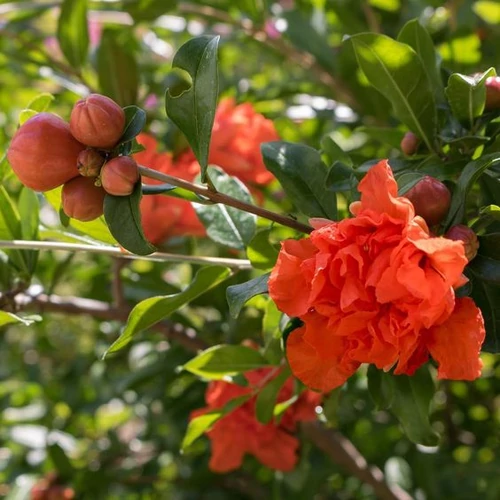 Punica granatum 'Rubrum' - 
