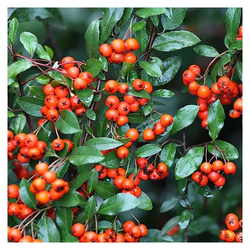Pyracantha ’Orange Glow’ narancspiros bogyójú tűztövis