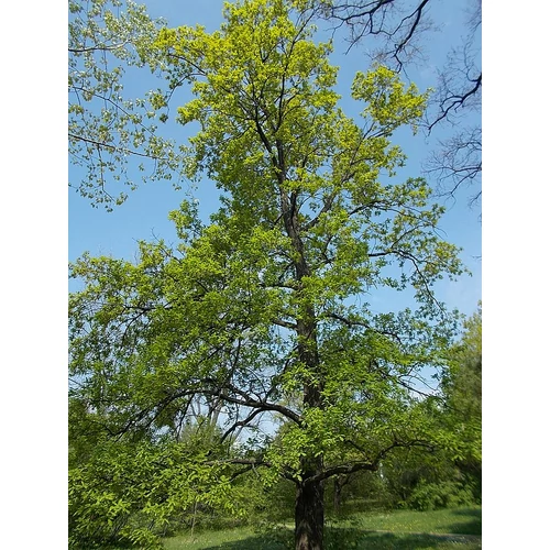 Quercus robur - Kocsányos tölgy