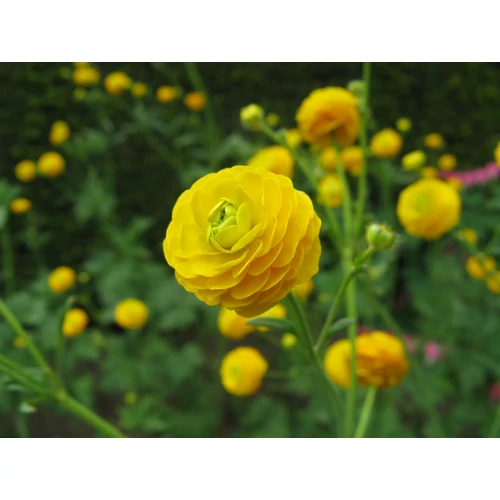 Ranunculus acris 'Multiplex'