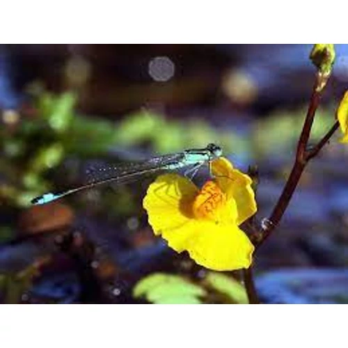 Rence Utricularia vulgaris kerti tavi növény