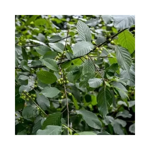 Rhamnus alaternus - Olasz varjútövis