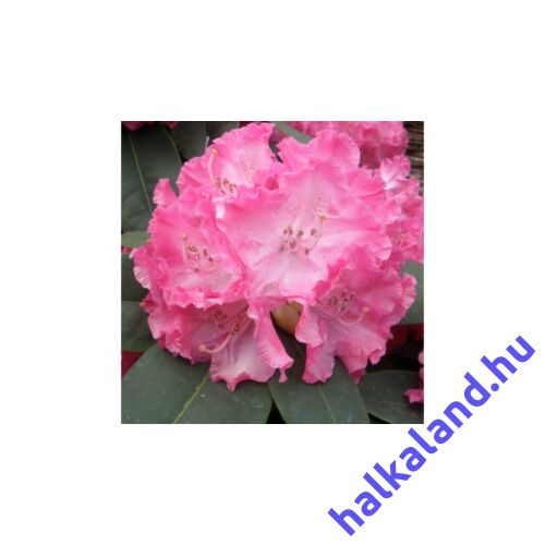Rhododendron 'Germania' Rózsaszín-fehér Örökzöld havasszépe rózsaszín-fehér
