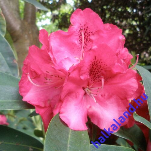 Rhododendron 'Wilgens Ruby' Piros Örökzöld havasszépe