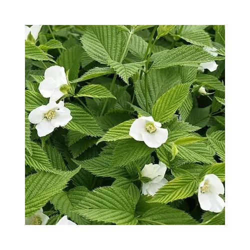 Rhodotypos scandens - 