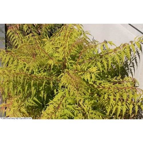 Rhus typhina 'Tiger Eyes'® - 