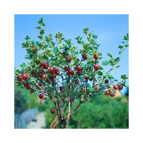 Ribes grossularia 'Rokula'