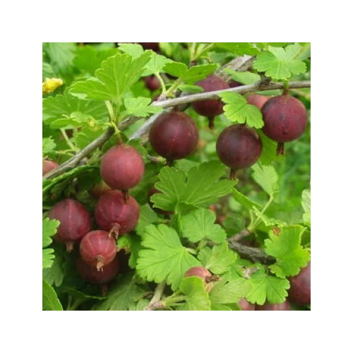 Ribes grossularia 'Spinefree'