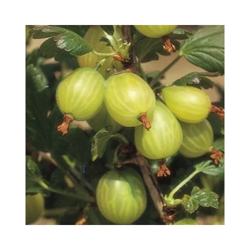 Ribes grossularia 'Zöld győztes'