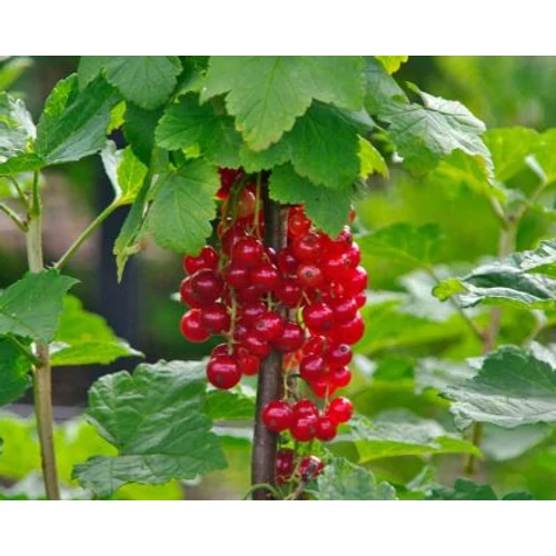Ribes rubrum fajták - Piros ribizli