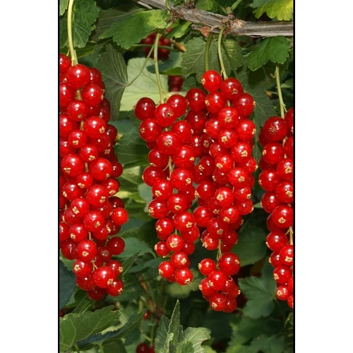 Ribes rubrum fajták - Törzses piros ribizli