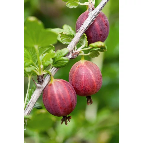 Ribes uva-crispa fajták - 