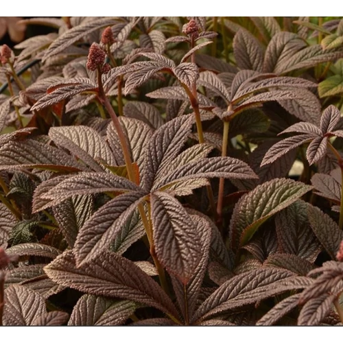 Rodgersia  'Bronze Peacock'  (Bronzlevelű tópartifű)