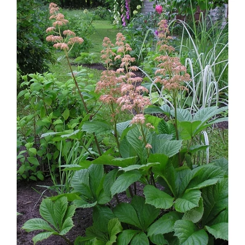 Rodgersia pinnata (Tenyeres tópartifű)