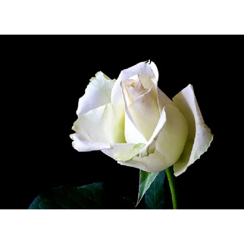 Rosa 'Bianca' : fehér