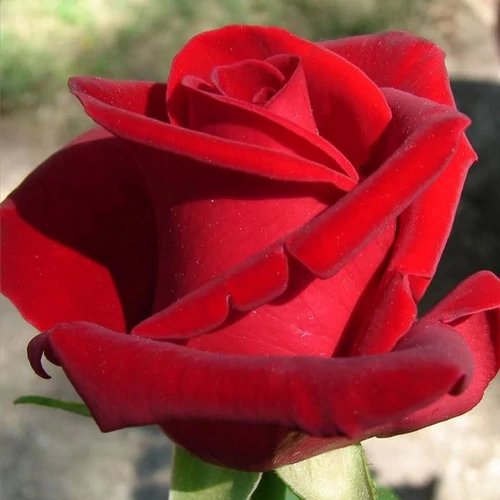 Rosa 'Chrysler Imperial': bordó