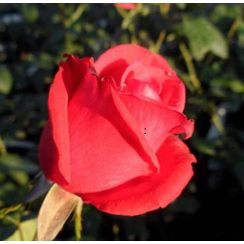 Rosa 'Comet': éllénkpiros 