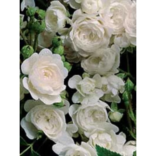Rosa 'Crstal': fehér