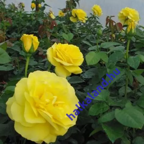 Rosa 'Golden Delight'  sárga rózsa