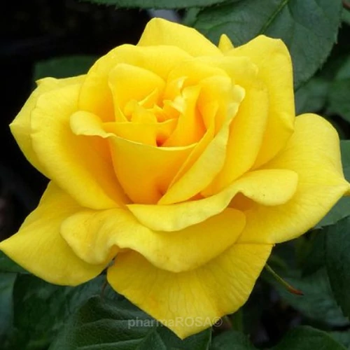 Rosa 'Golden Leader': sárga