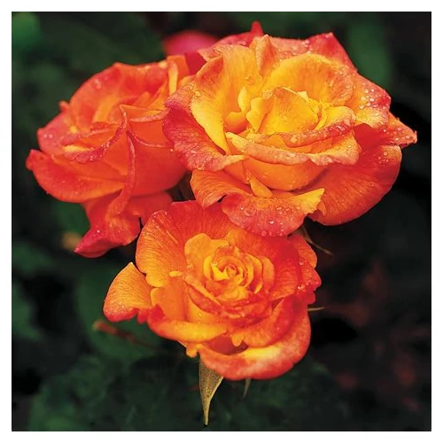 Rosa 'Karneval': sárga-piros