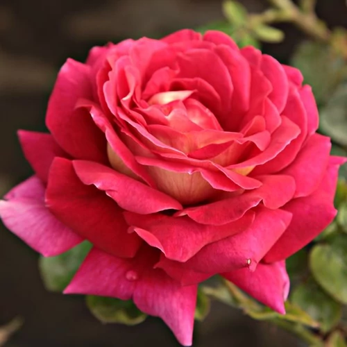 Rosa 'Kronenbourg': sárga-bordó