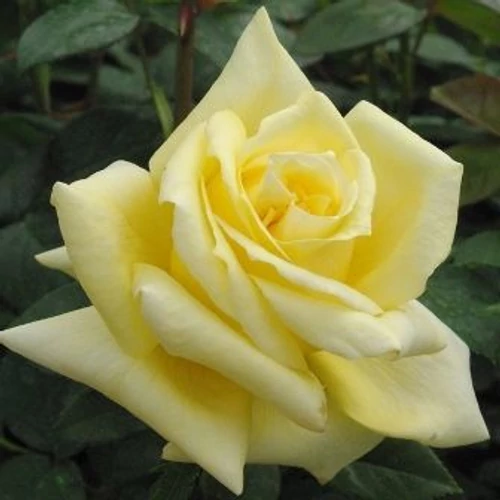 Rosa 'Landora': sárga