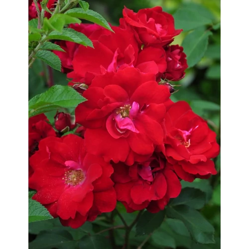 Rosa 'Limar': bordó