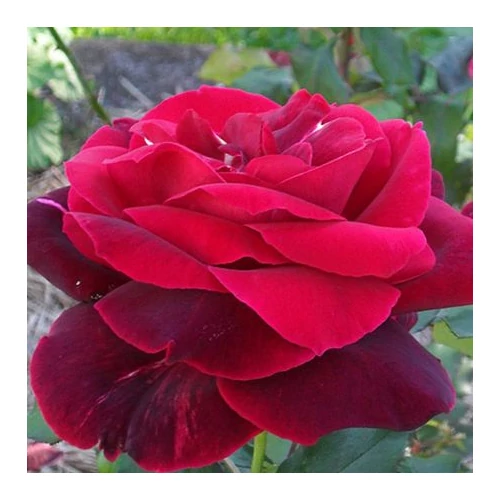 Rosa 'Mr Lincoln': bordó