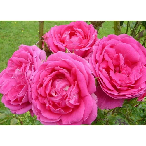 Rosa 'New Parade': sötétrózsaszín