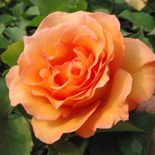 Rosa 'Orange': narancssárga futórózsa
