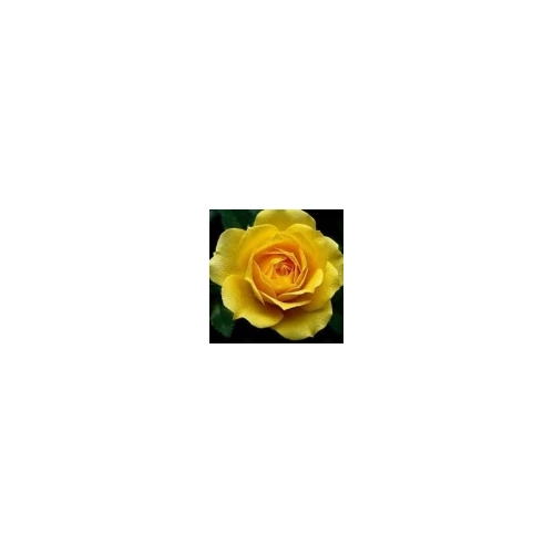 Rosa 'Tournee': citromsárga